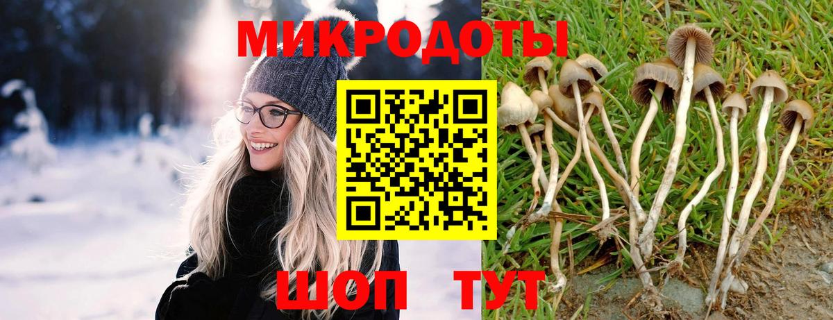 Галлюциногенные грибы Psilocybine cubensis Будённовск